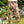 Load image into Gallery viewer, MOTS Linen Crop Artist Pant-Stay Gold
