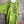Load image into Gallery viewer, 91225 Flower Garden Linen Top-Kiwi
