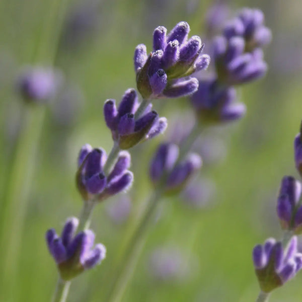 CGBSNAP Garden In A Gift Bag-Lavender