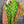 Load image into Gallery viewer, 1013w Long Kurta Shirt Dress-Stella
