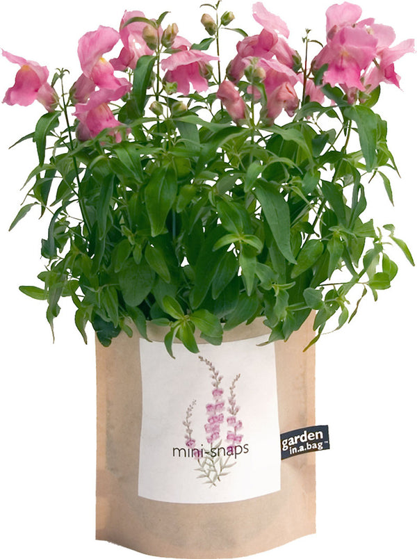 CGBSNAP Garden In A Gift Bag-Snapdragons