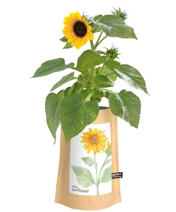 CGBSNAP Garden In A Gift Bag-Sunflower
