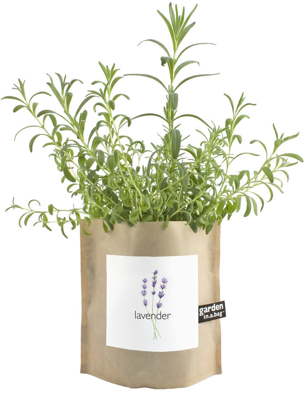 CGBSNAP Garden In A Gift Bag-Lavender