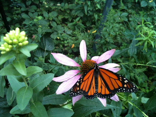 Scatter Garden Butterfly Mix